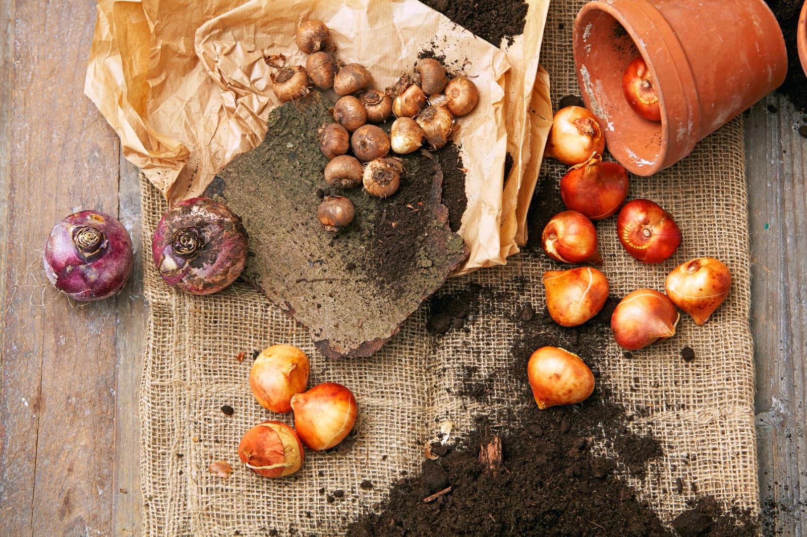 Toxische Lebensmittel