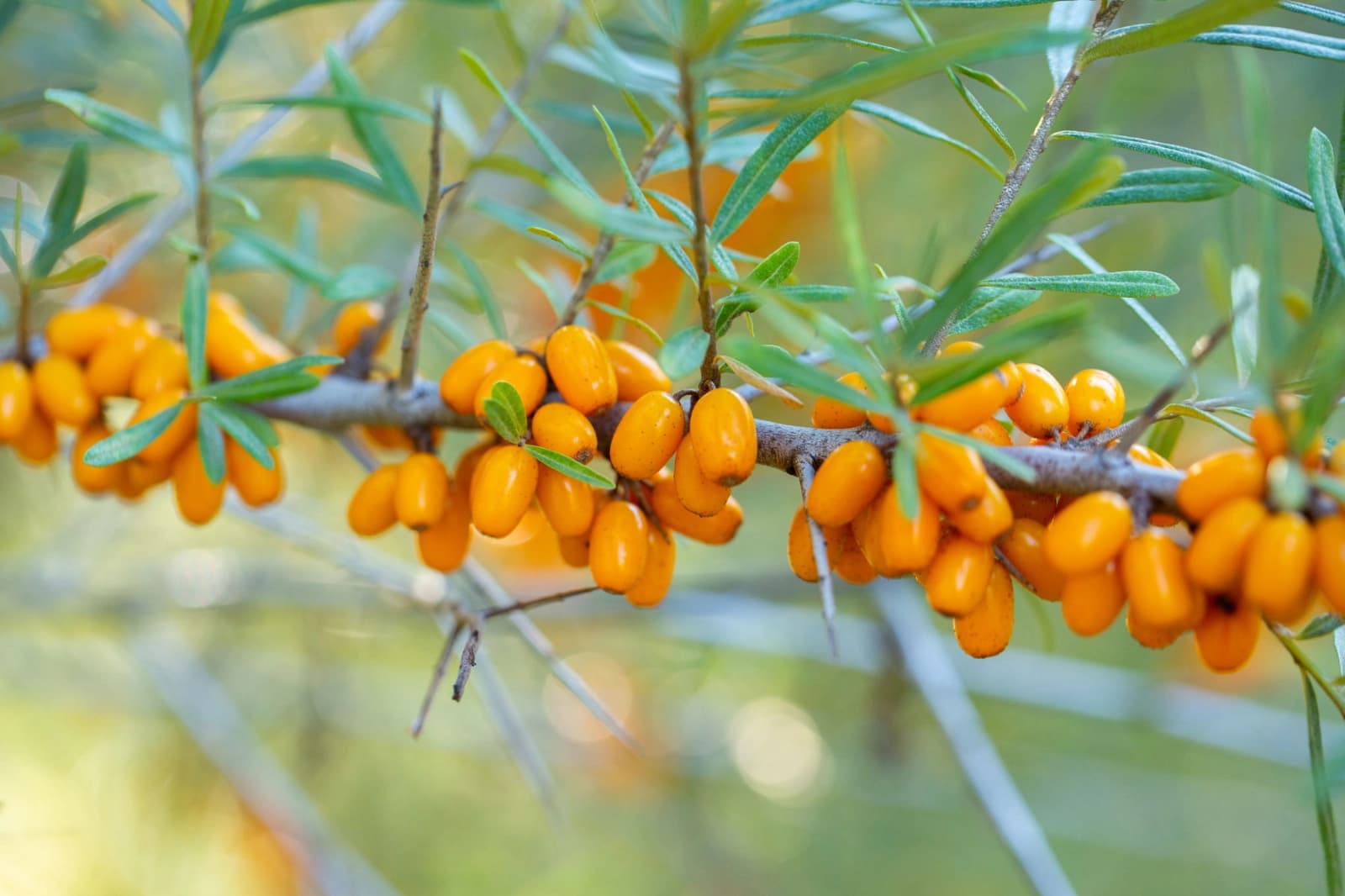 Haupterntezeit Kern- und Steinobst, Quitten & Co.