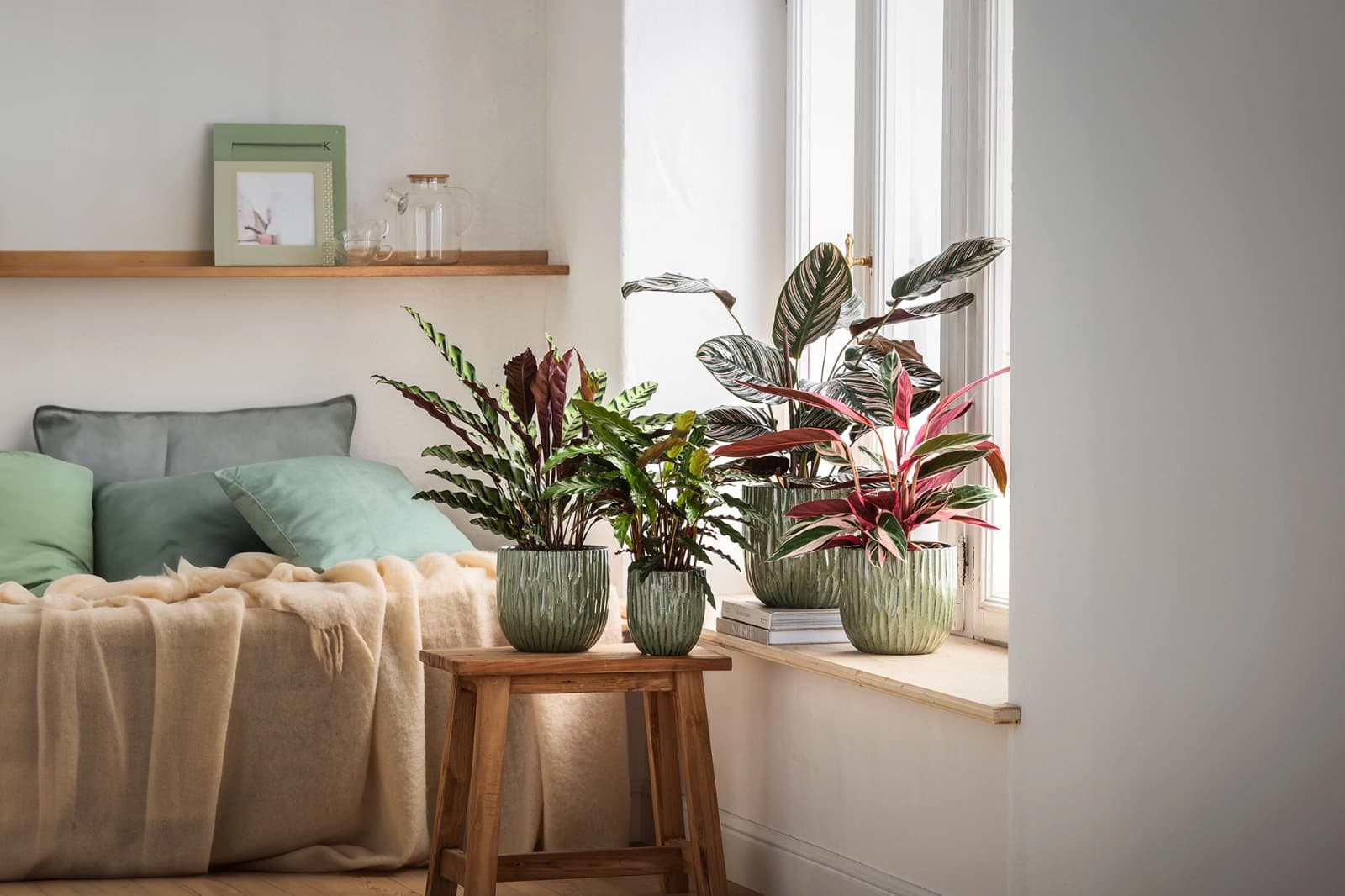 Calathea