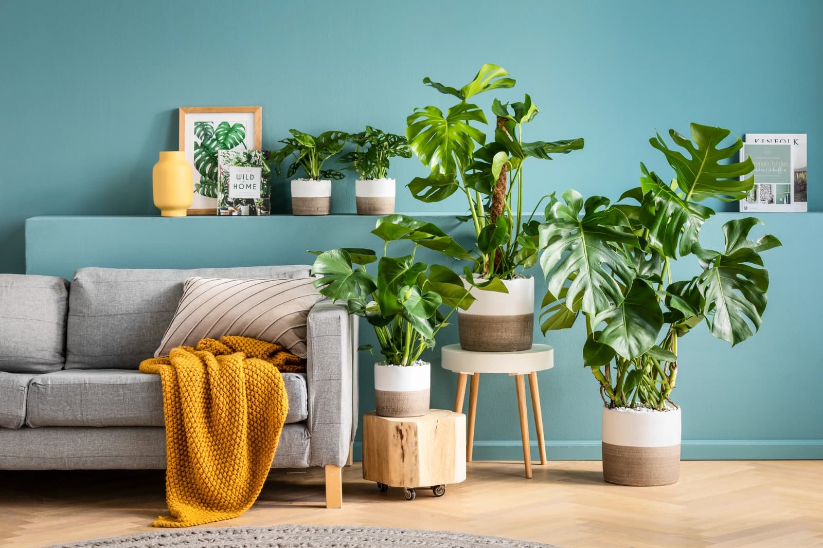 Luftreinigende Zimmerpflanzen