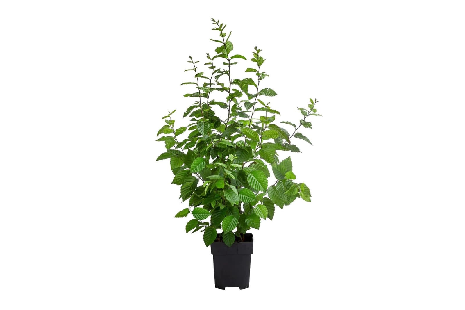 Hainbuche
