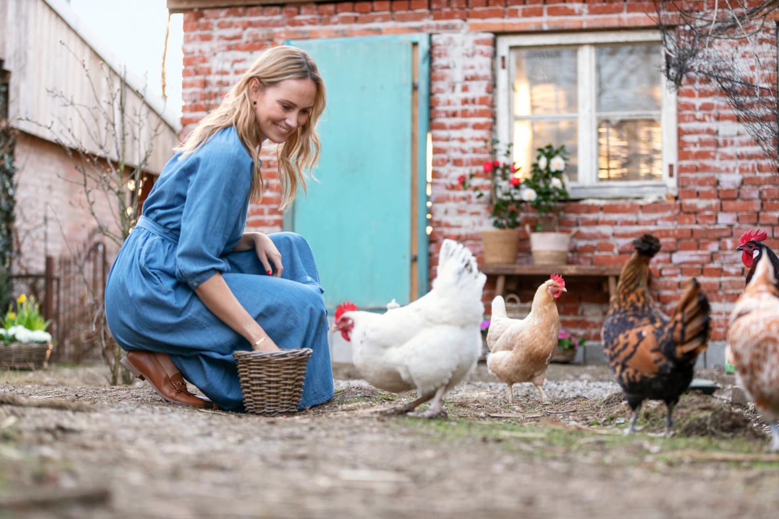 Hühnerhaltung im Garten