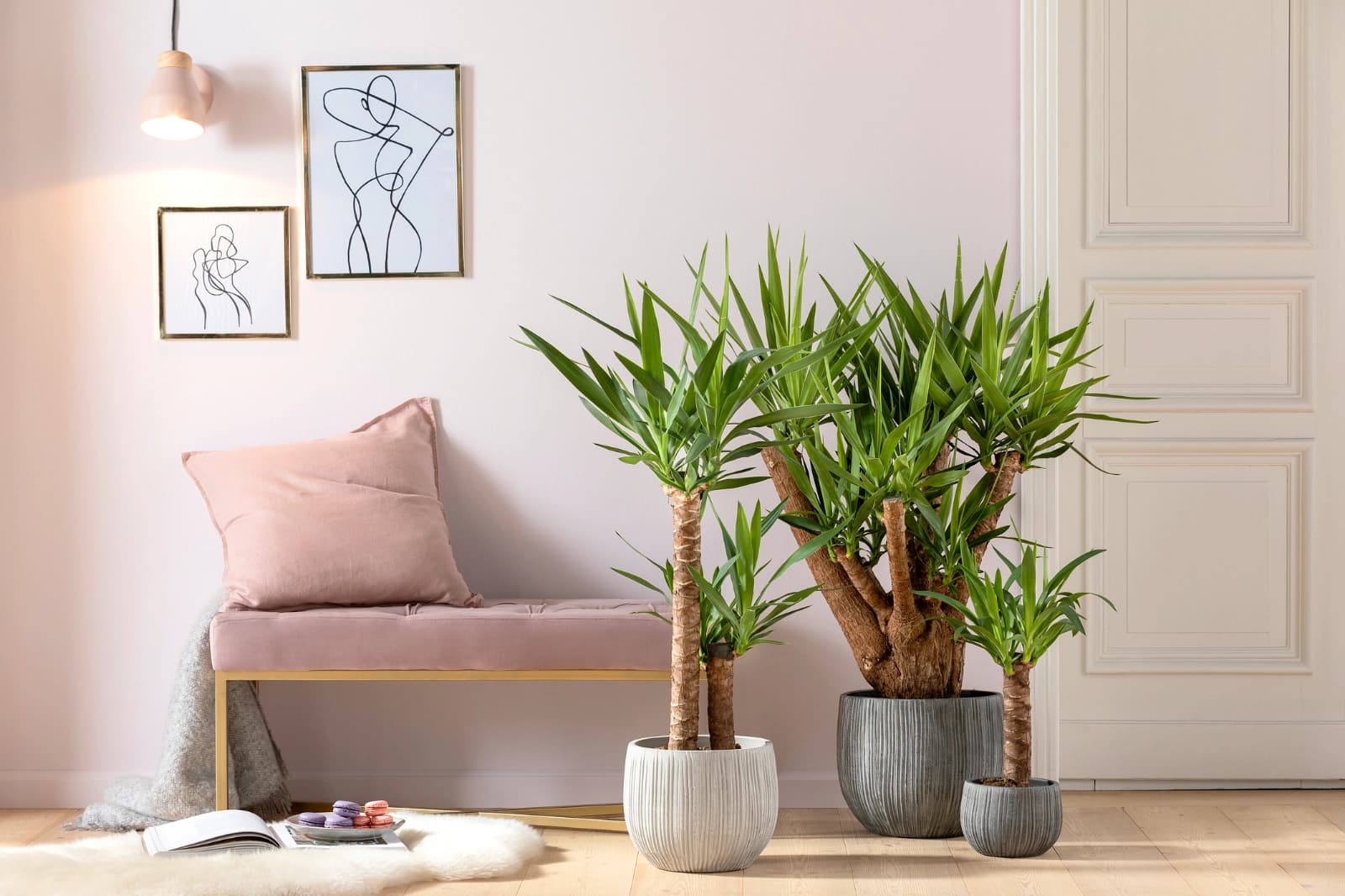 Pflanzen für Heizungsluft