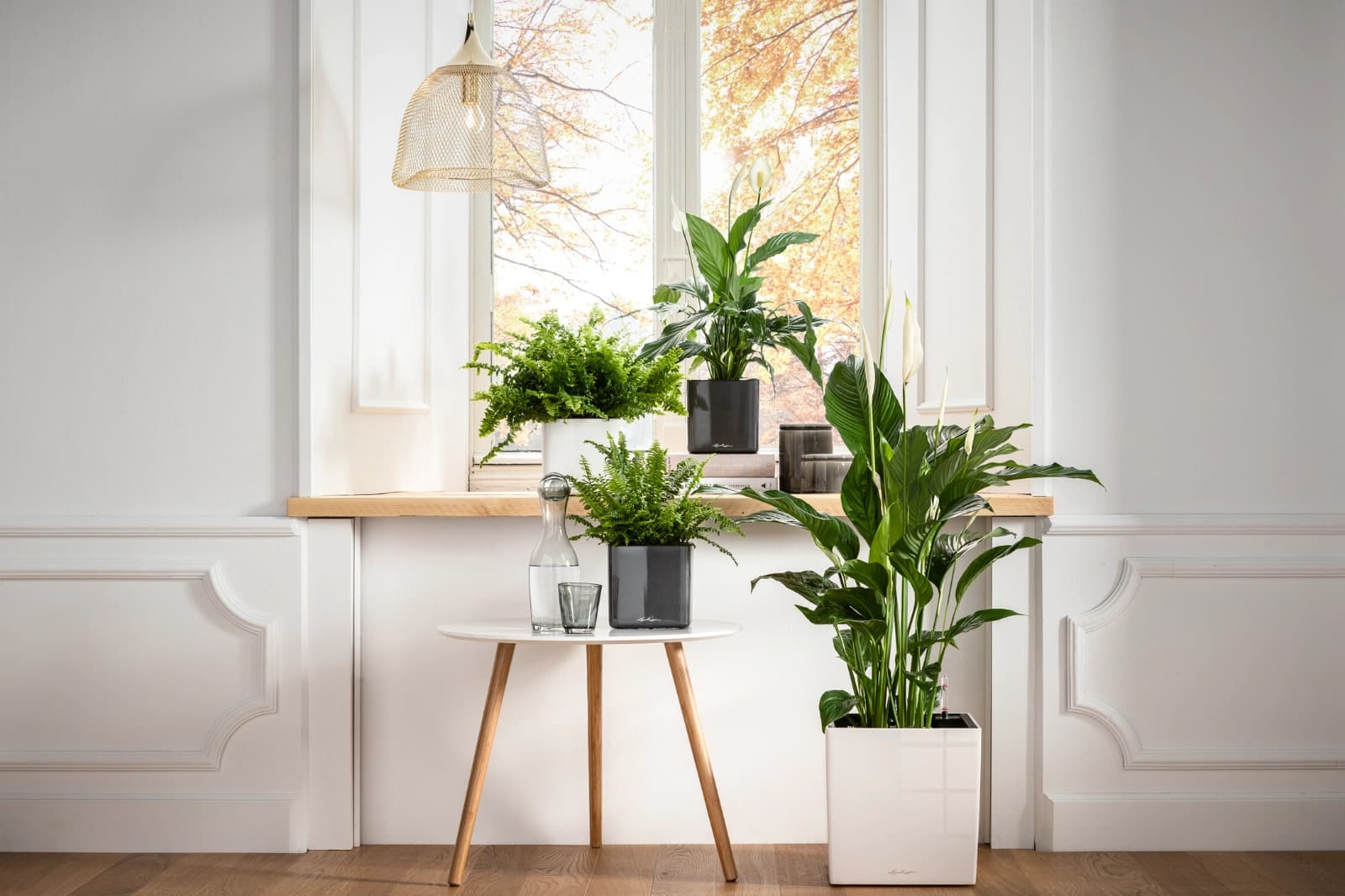 Aufrechter Schwertfarn