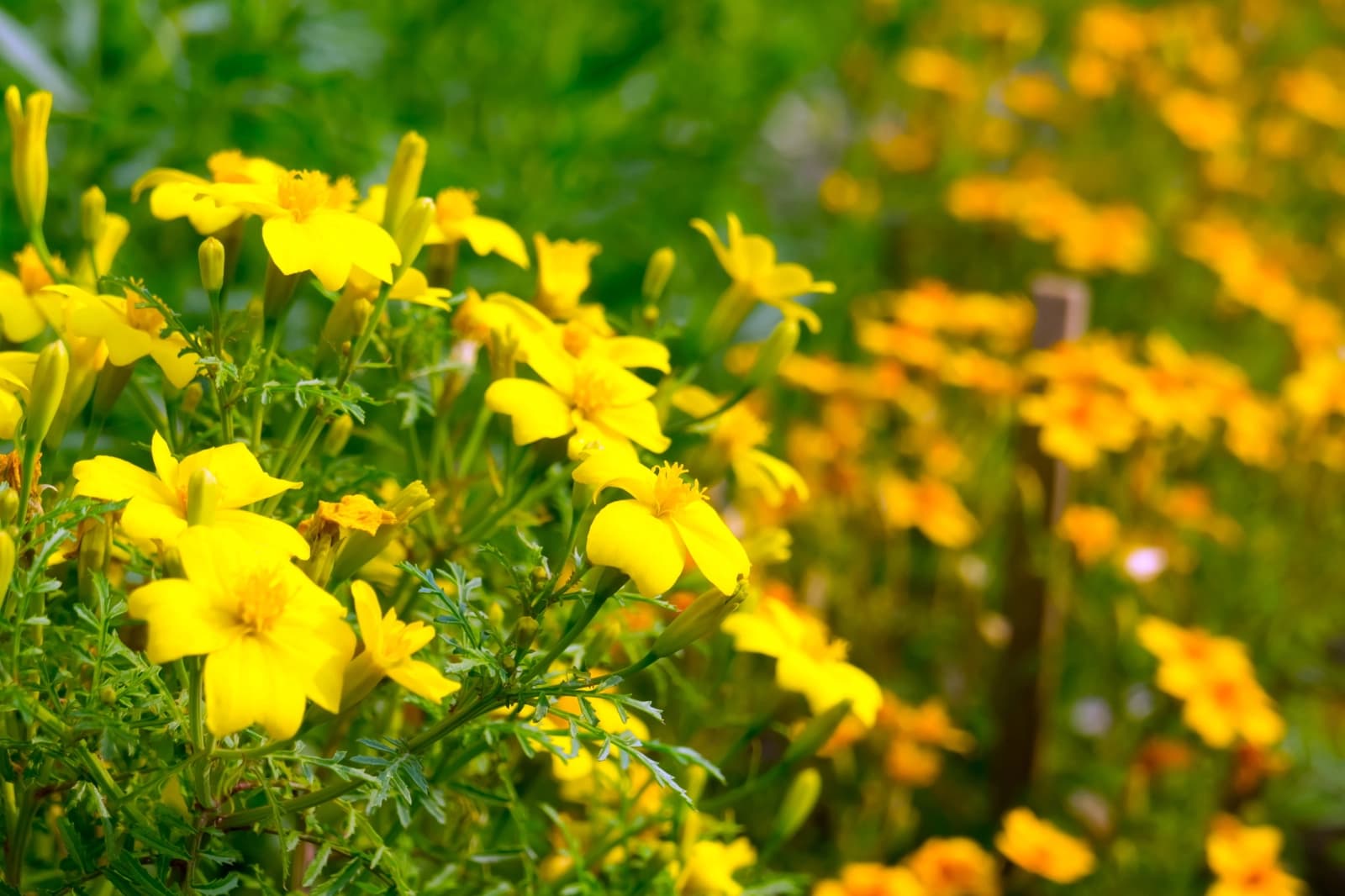 Tagetes