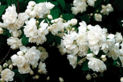 Gartenjasmin (Philadelphus)
