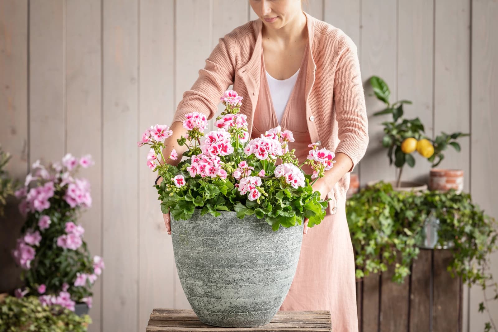 Top Pflanzen Südbalkon