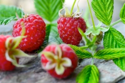 Sommerhimbeeren