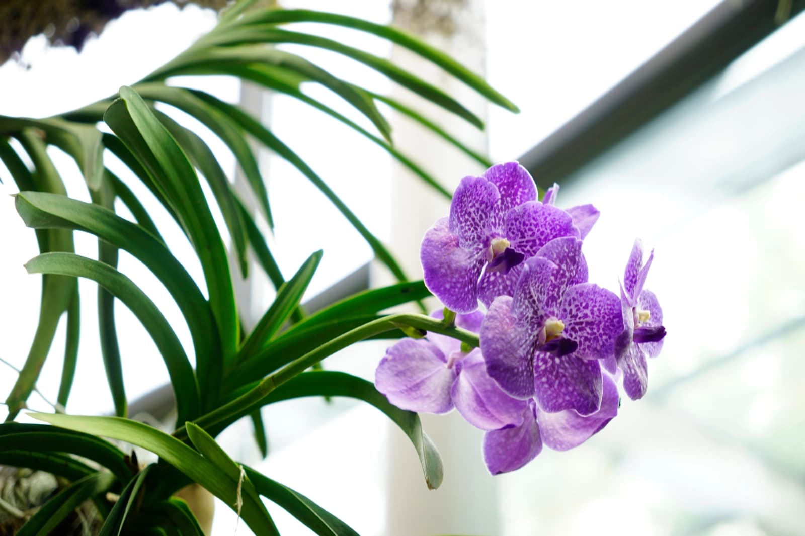 Vanda-Orchidee