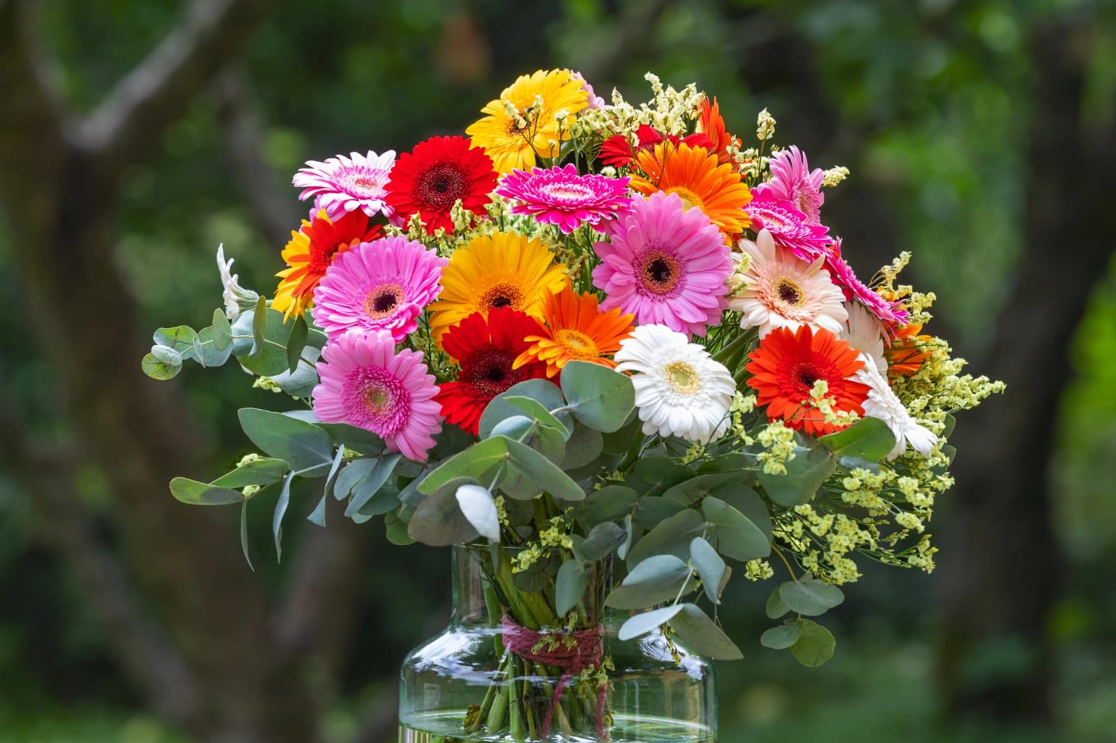 10. Gerbera