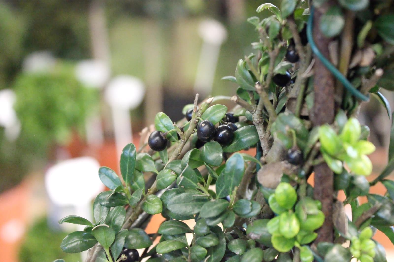 Japanische Stechpalme