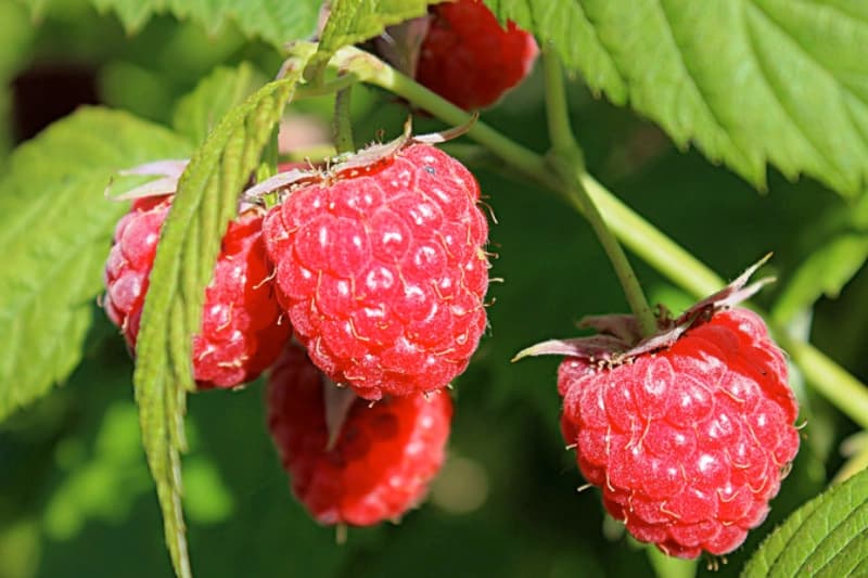 Two-Timer Himbeeren