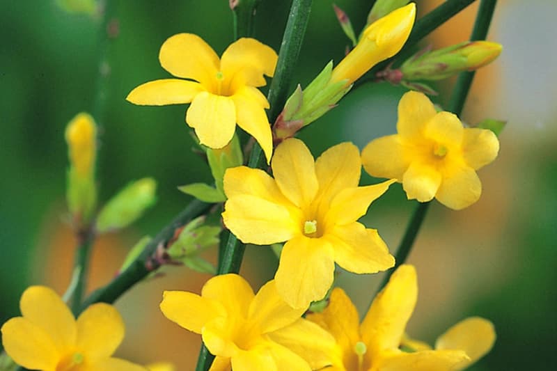 Winterjasmin (Jasminum nudiflorum)