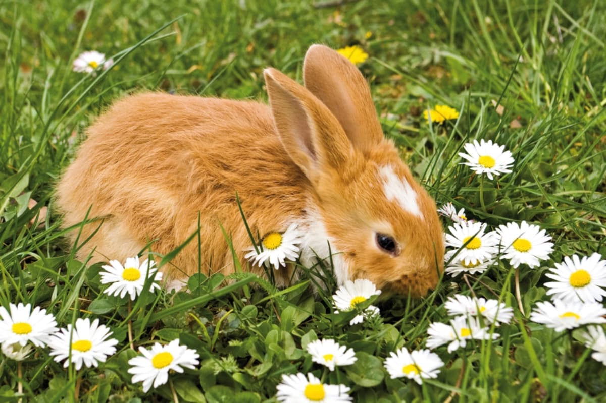 Hitzetipps für Haustiere