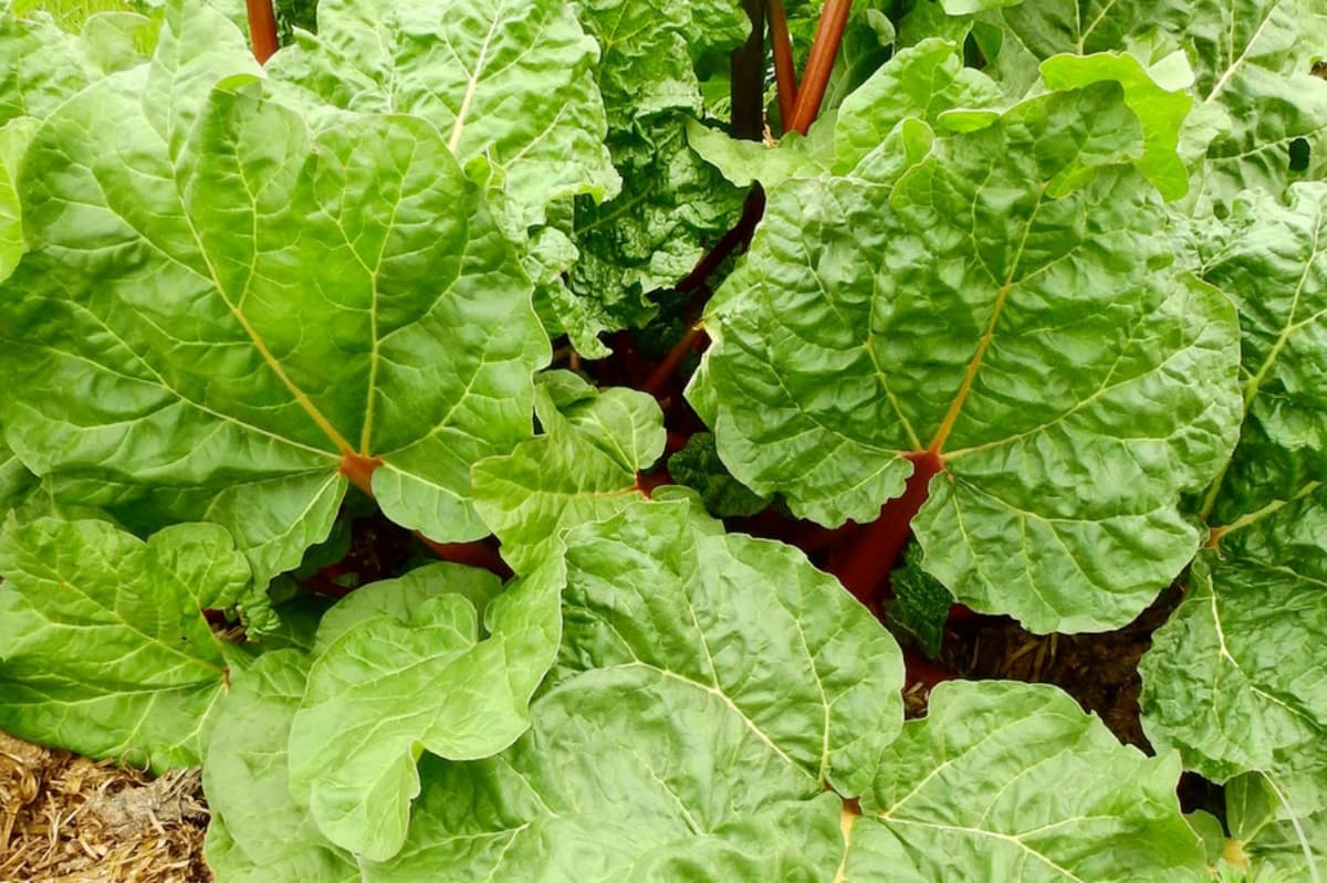 Rhabarber kultivieren