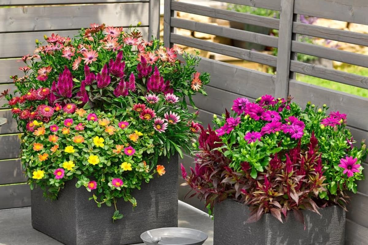 Pflanzgefäße & Übertöpfe