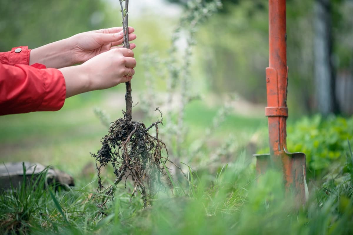 Beerensträucher pflanzen