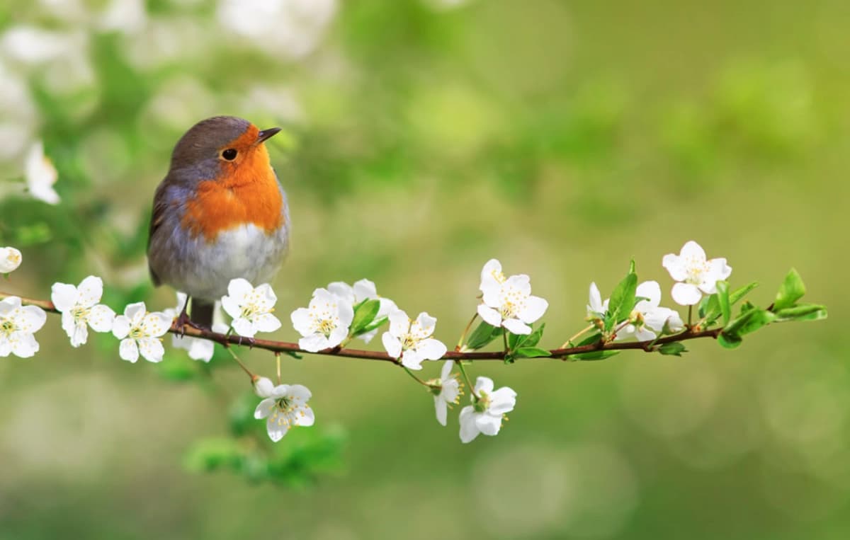 Futter im Frühjahr und Sommer