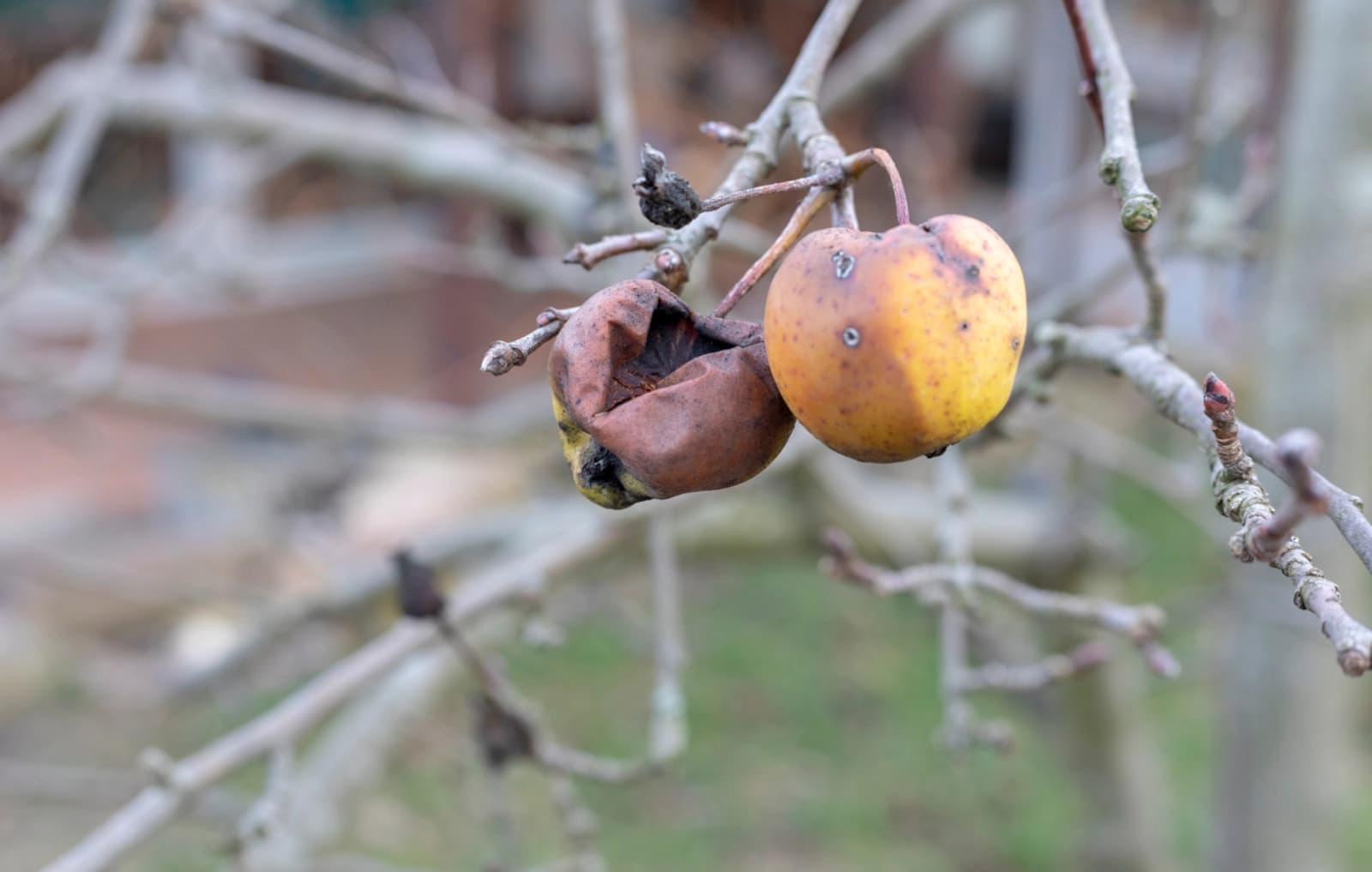 Fruchtmumien entfernen