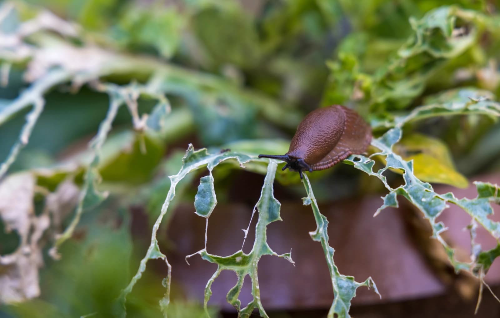Schneckenbekämpfung