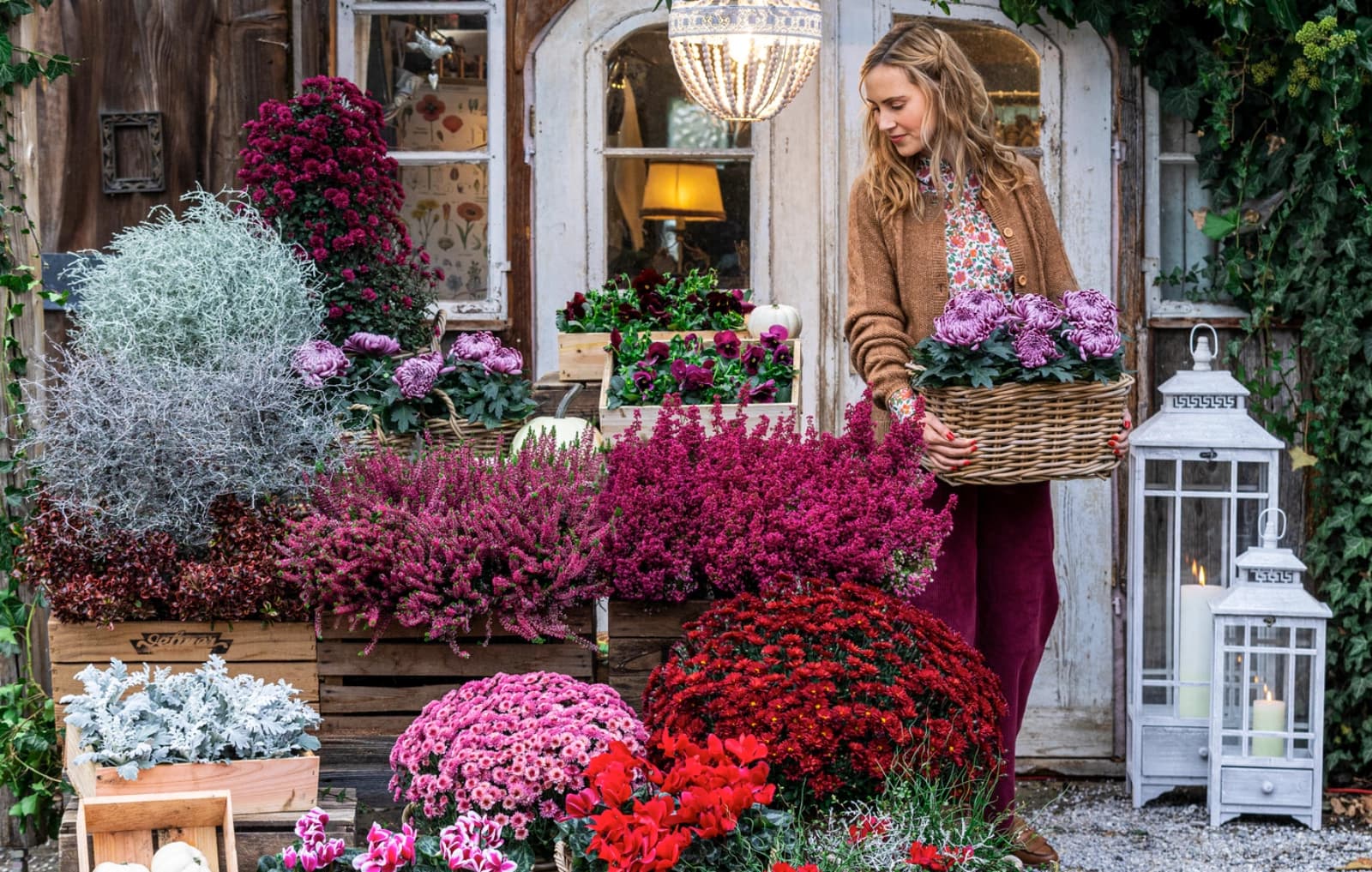 Herbstblüher in Kübel und Balkonkästen pflanzen