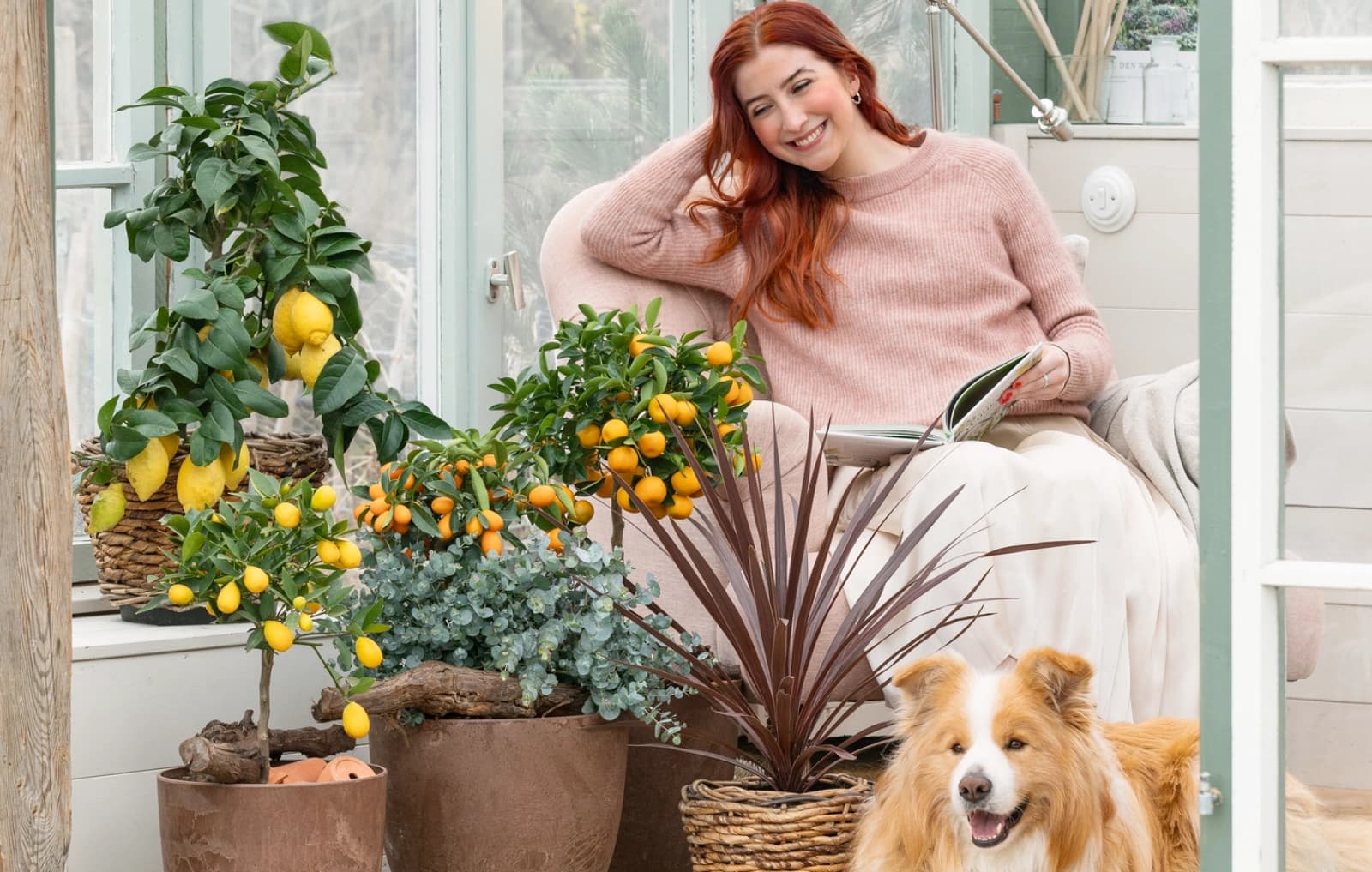 Regelmäßig Kübelpflanzen kontrollieren