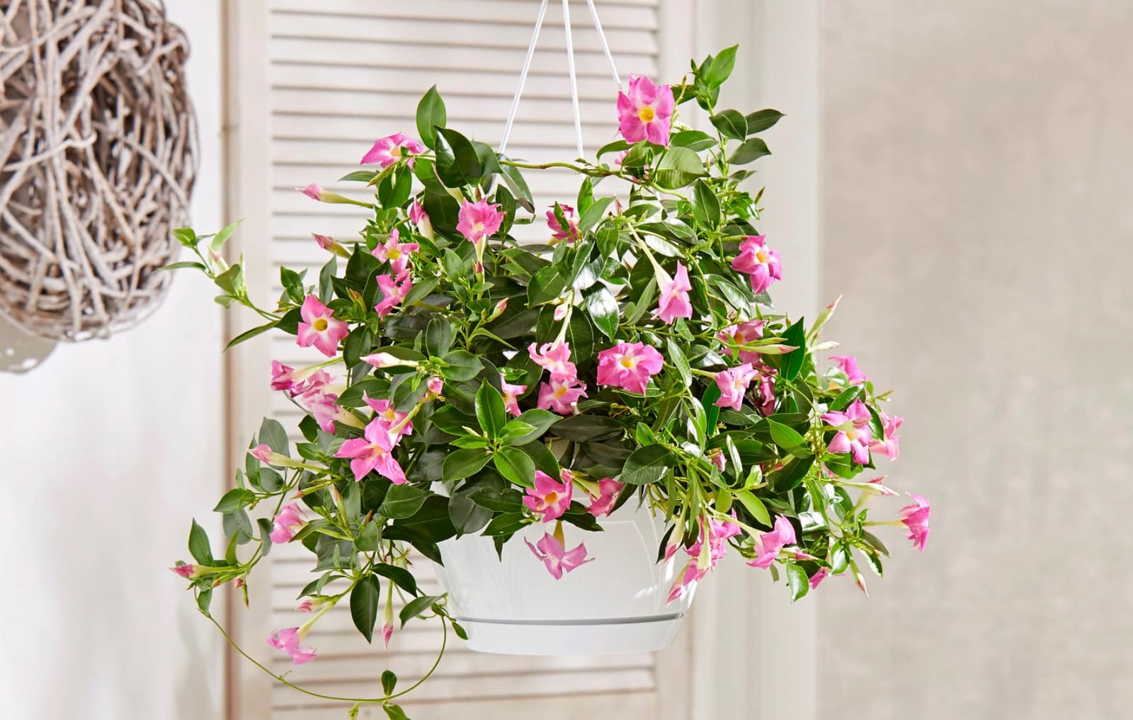 Als Hängepflanze überall