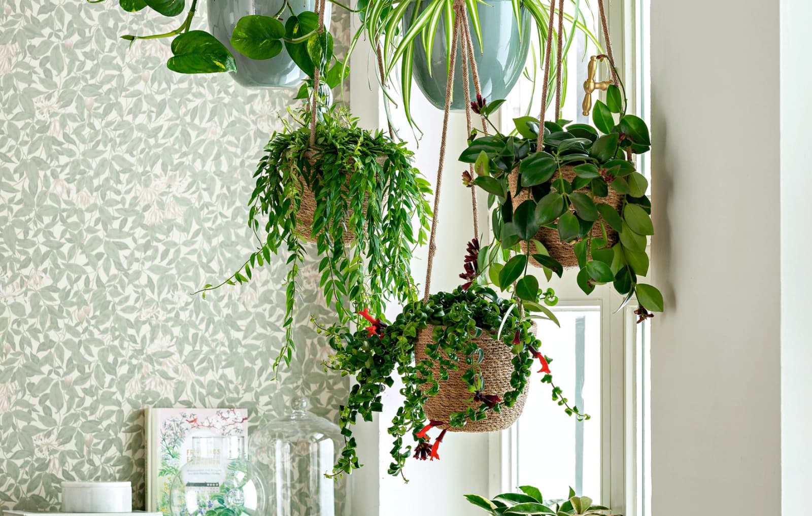 Hängepflanzen