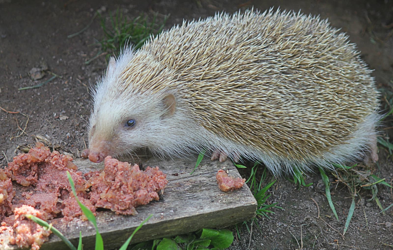 Außentemperatur über 6 °C
