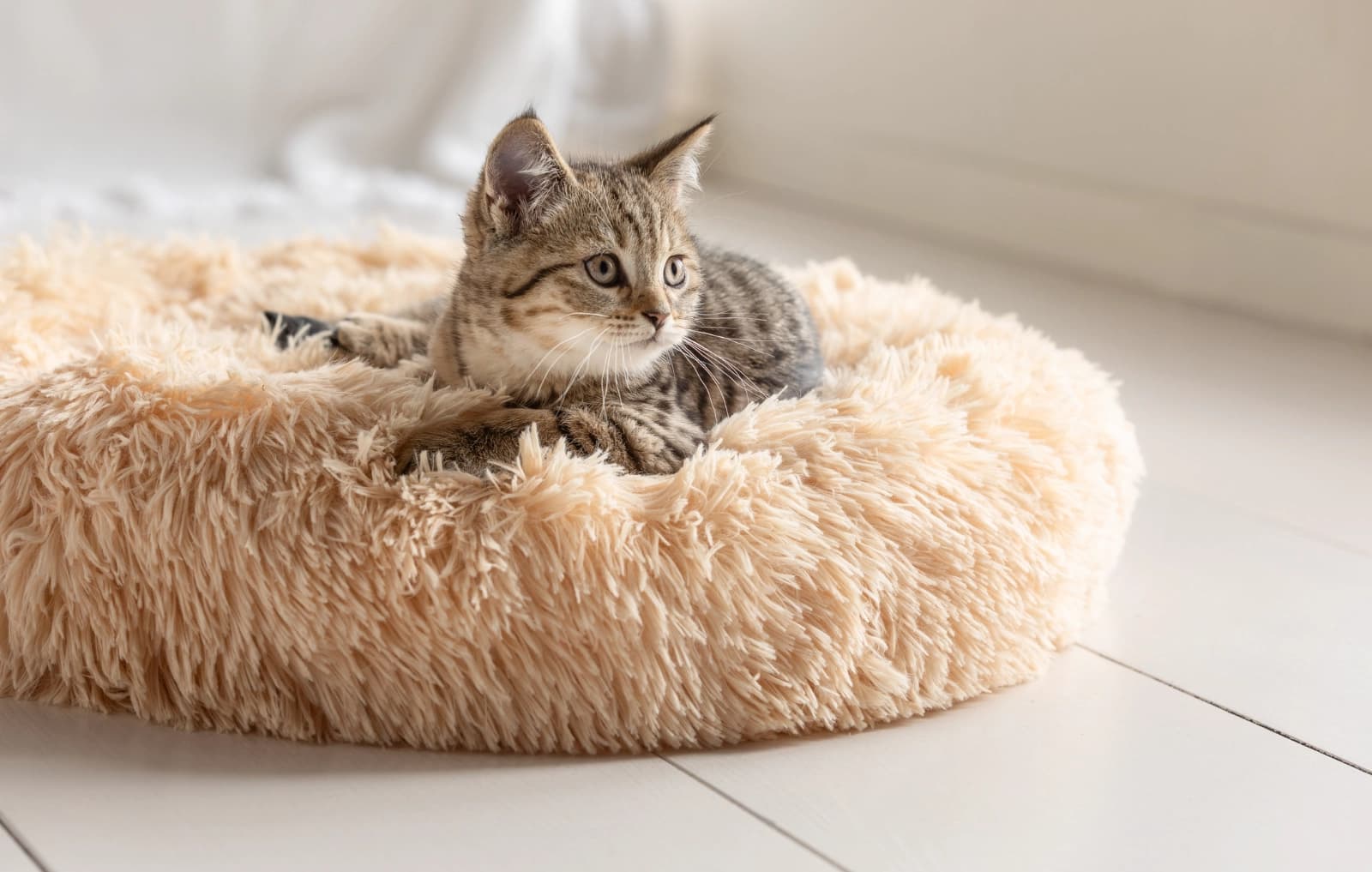 Kitten & Junior bis 2 Jahre