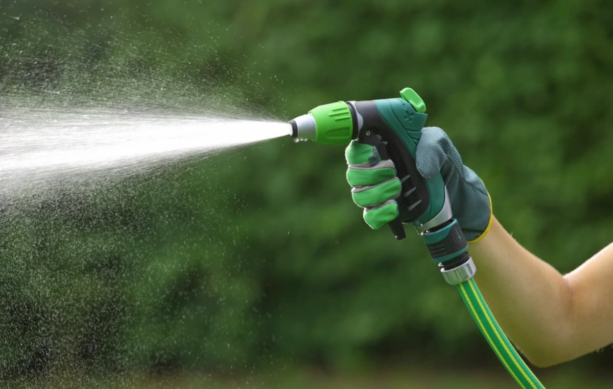 Immergrüne Pflanzen gießen