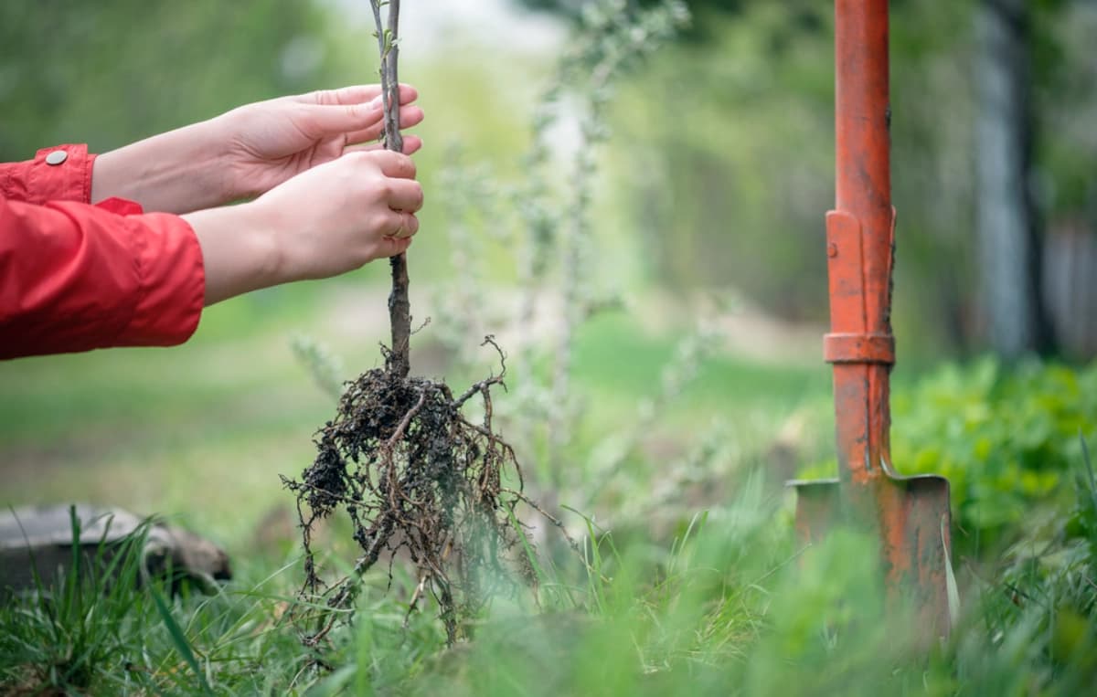 Beerensträucher pflanzen