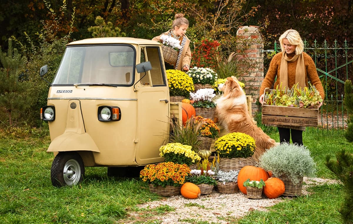Herbstblumen pflanzen